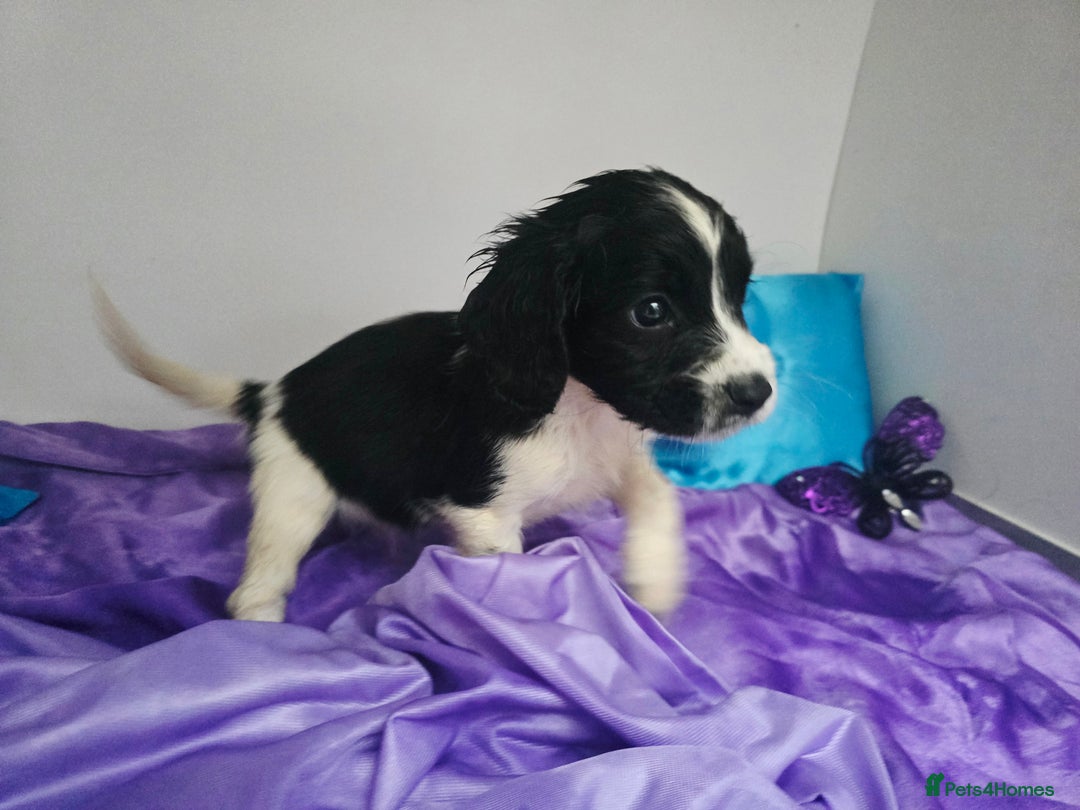 English Springer Spaniel dogs for sale: ⭐️ Ready Stunning KC DNA Vetted, home Ess Pups ⭐️ - Image 39