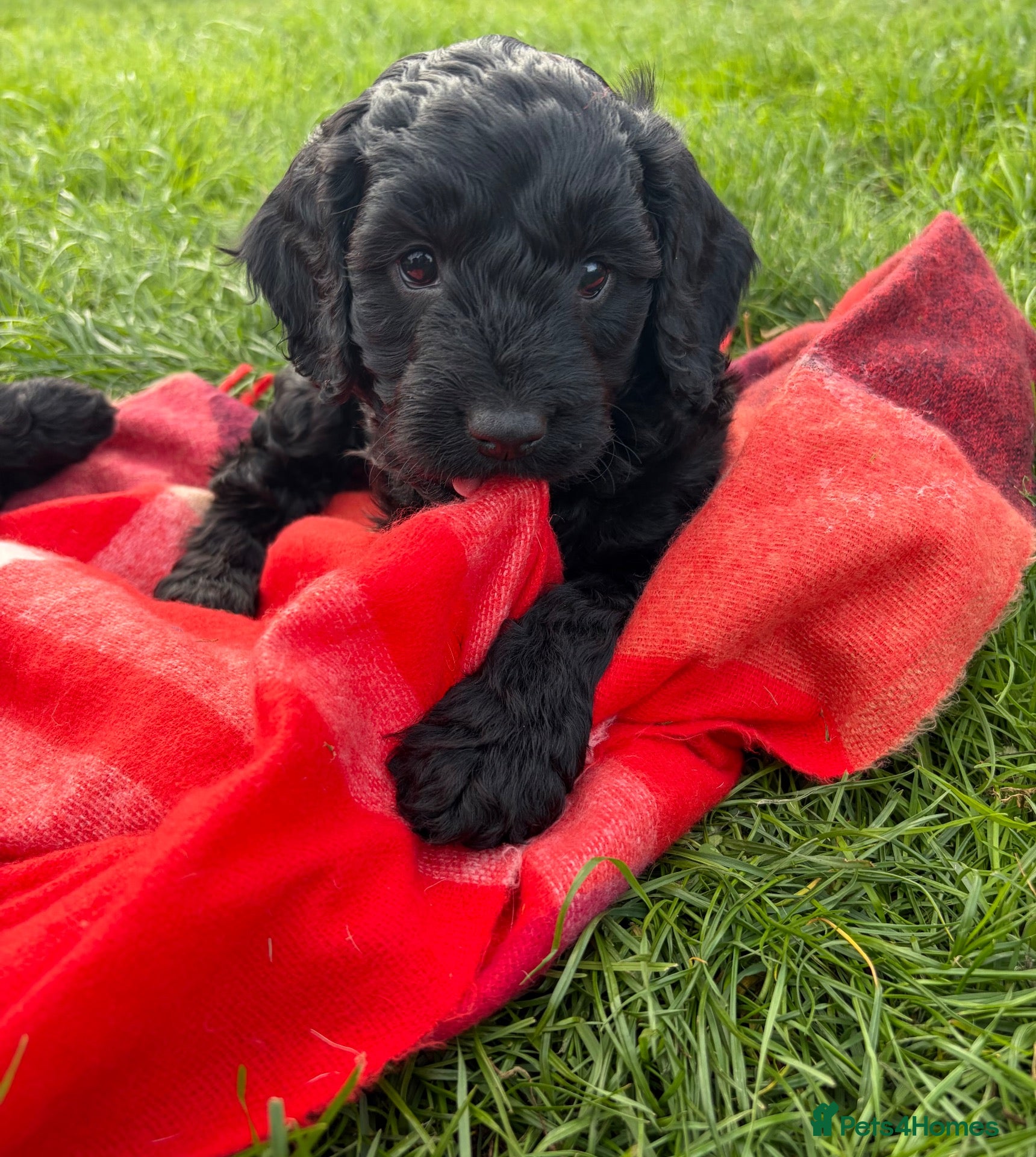 Cockapoo dogs 1 boy left  - Advert 5