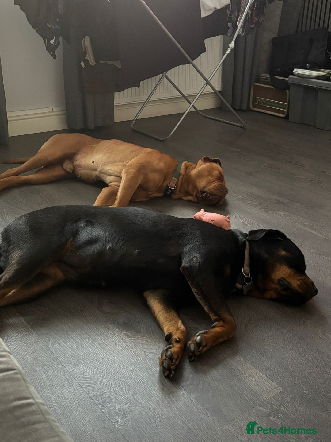 Dogue De Bordeaux dogs for sale: Bruno - Image 4