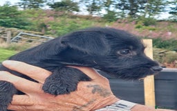 Patterdale Terrier dogs for sale: Well socialised Patterdales For Sale,ready now. - Image 2