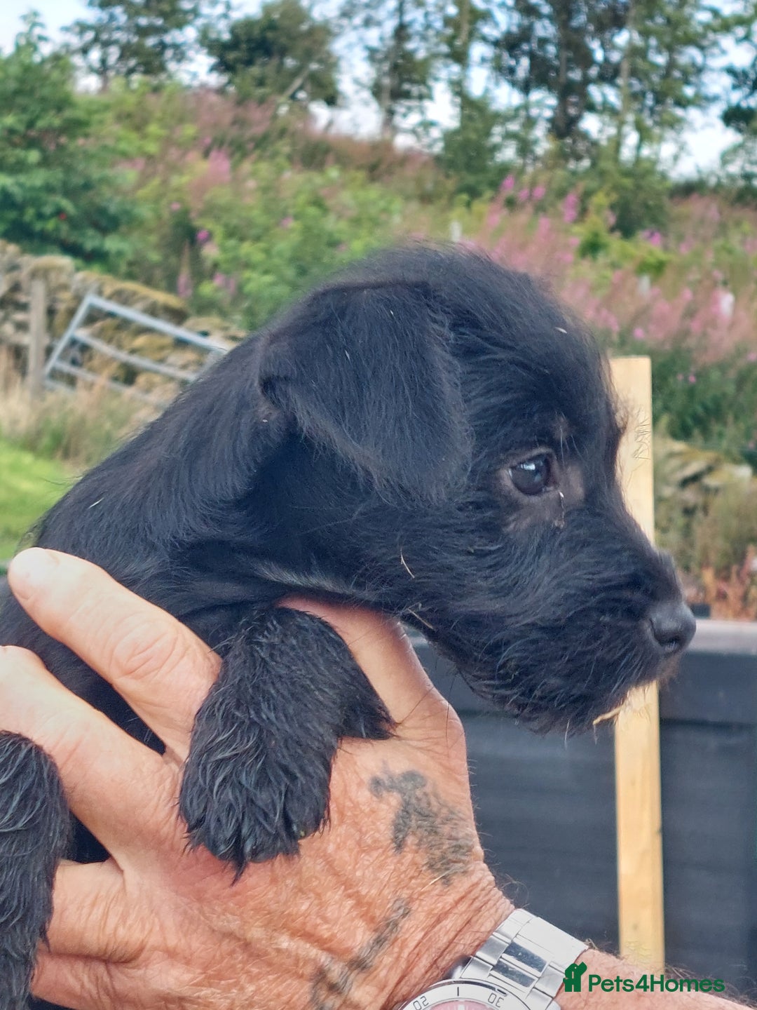 Patterdale Terrier dogs for sale: Well socialised Patterdales For Sale,ready now. - Image 2