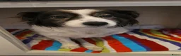 Mixed Breed dogs for adoption: Meet Cassius, currently residing in West Sussex in Worthing - Advert 1