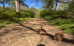 Patterdale Terrier dogs for sale: 7 Year Old Male Patterdale  - Image 2