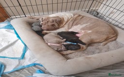 Shar Pei dogs for sale: Shar peis - Image 6