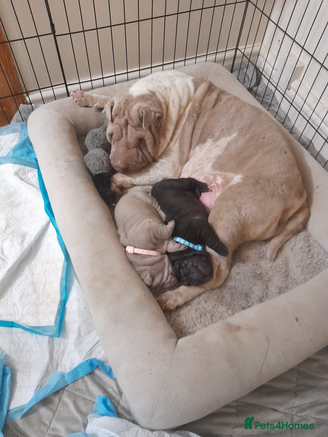 Shar Pei dogs for sale: Shar peis - Image 6