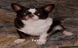 Mixed Breed dogs for sale: Chihuahua/Mix Boy Puppy for sale - Image 6