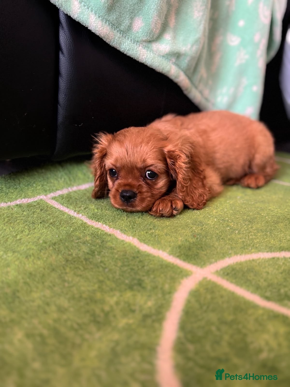 Cavalier King Charles Spaniel dogs Ruby Boy KC King Charles Cavalier Health Tested  - Advert 1
