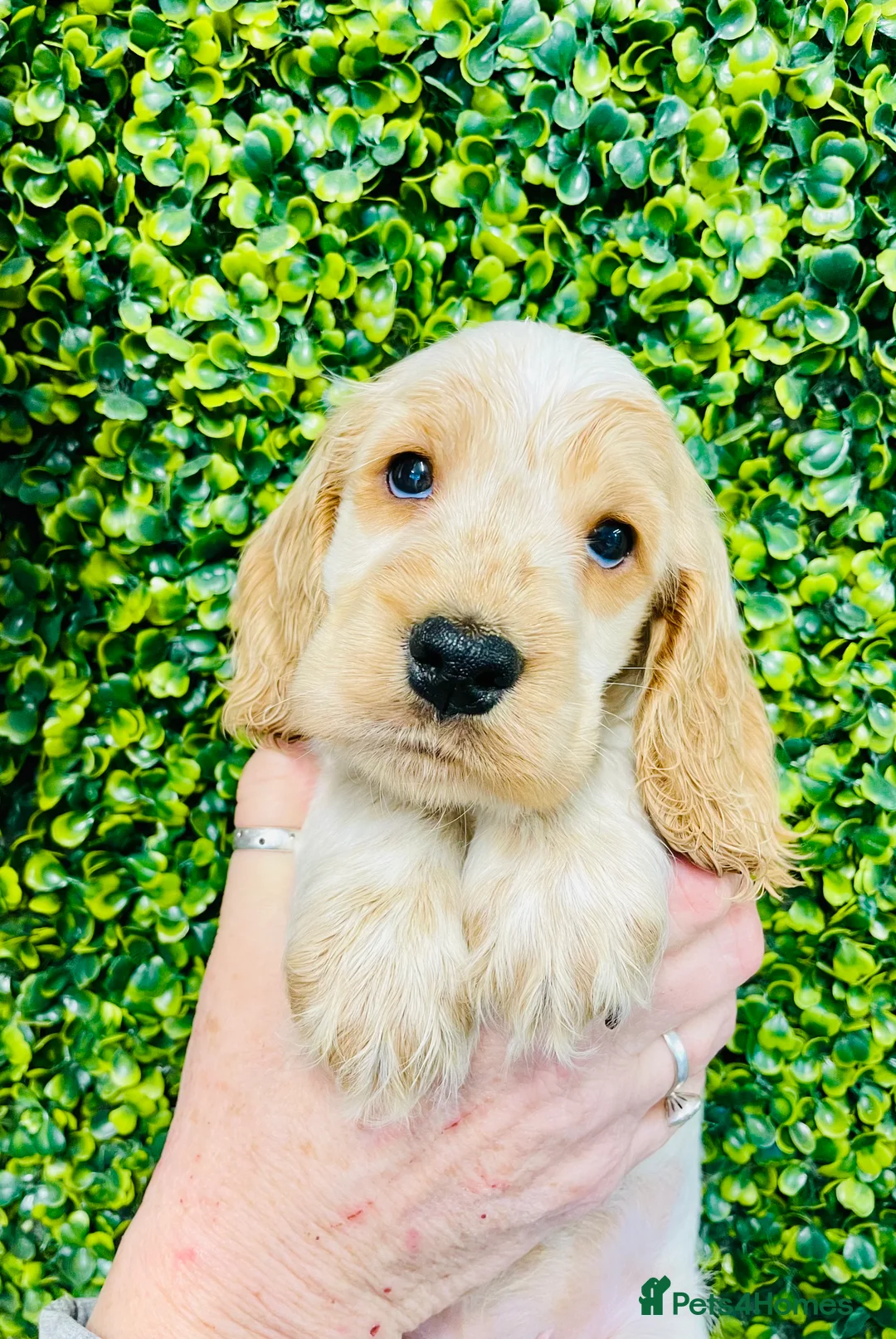 Cocker Spaniel dogs for stud: 🧡🧡 KC REG Stud Orange Roan Show Cocker Spaniel in Northallerton - Advert 10