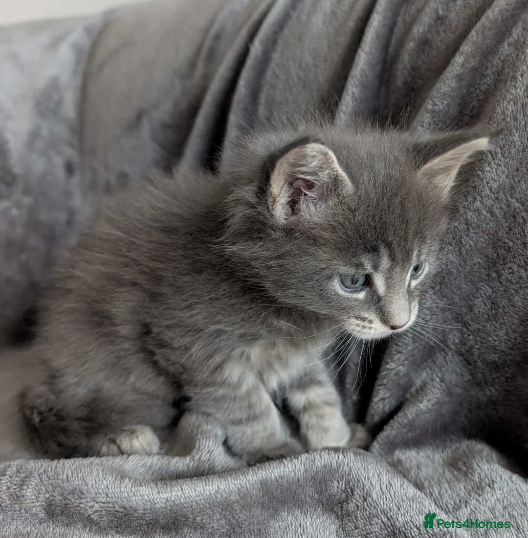 Maine Coon cats for sale: Chunky Maine Coons  - Advert 24