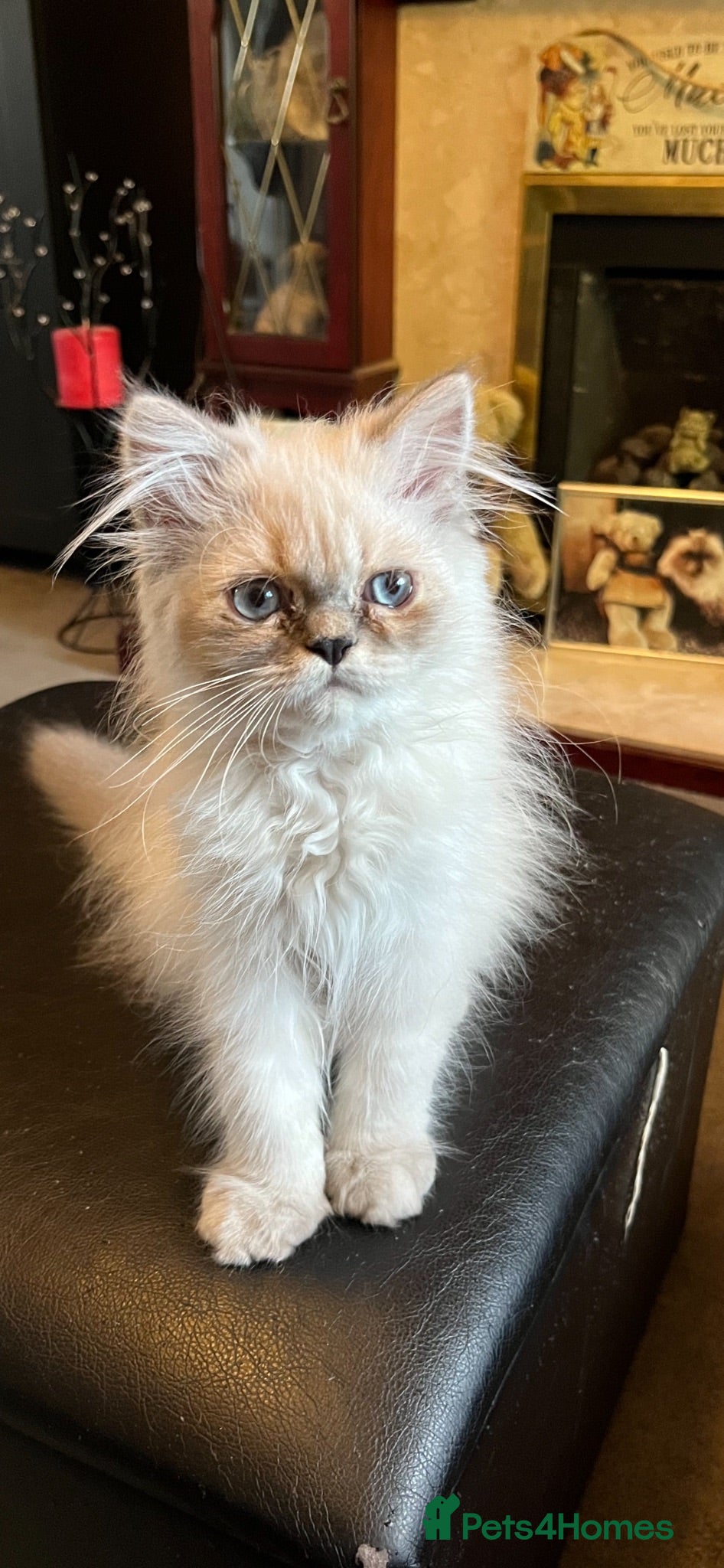 Persian cats Ready Now  Gorgeous blue eyed Himalayan cutie (M)  - Advert 2