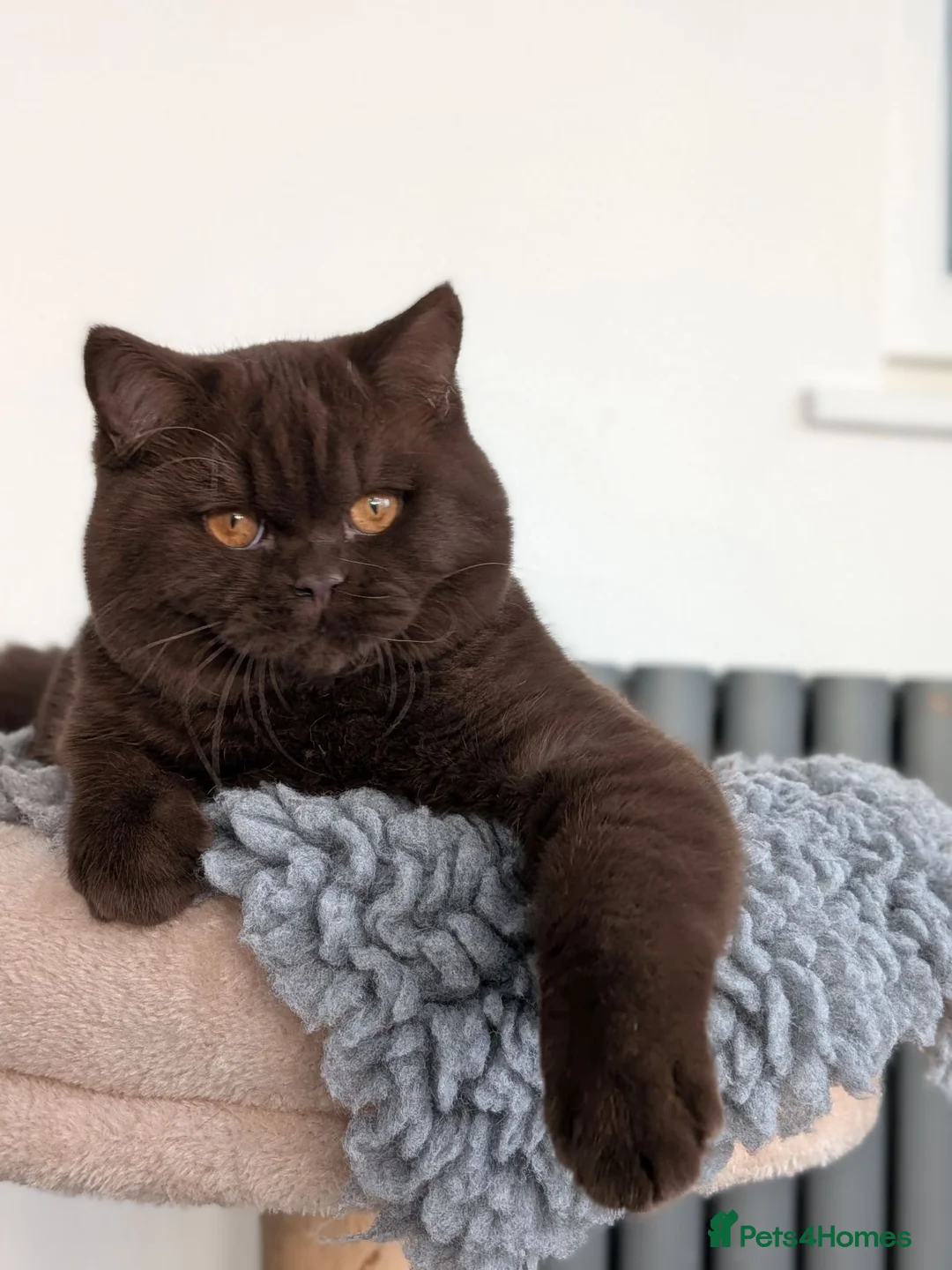 British Shorthair cats for stud: Champion Chocolate British Shorthair GCCF - Advert 6