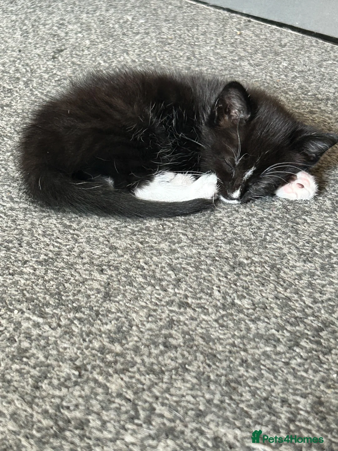 Mixed Breed cats for sale: Gorgeous kittens  - Advert 4