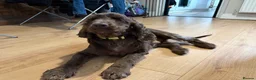 Cocker Spaniel dogs for sale: 3 year old male show cocker  - Advert 7