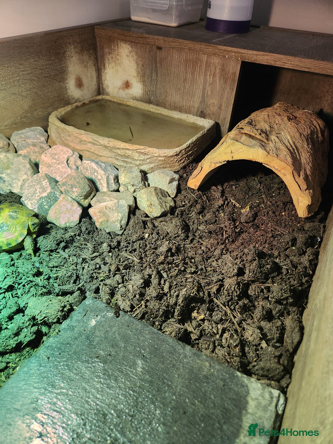 Hermann Tortoise reptiles for sale: Horsefield tort & full setup with lots of extras - Image 3