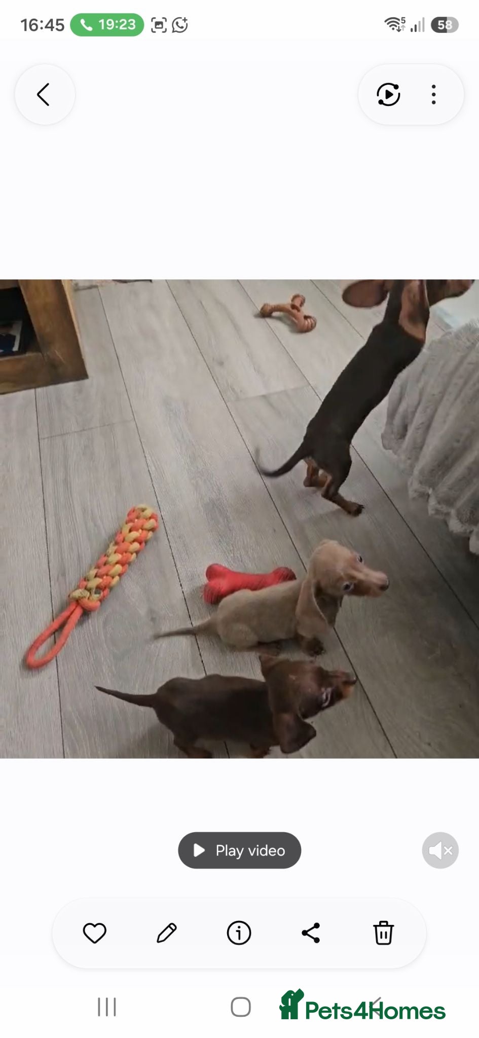Dachshund dogs Updated add onlu 2 chocolate and tan girls left - Advert 6