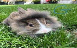 Lionhead rabbits for sale: Lionhead rabbits for sale  - Image 4