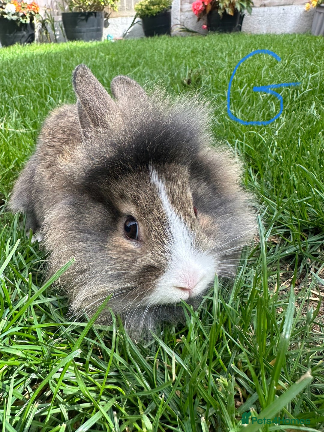 Lionhead rabbits for sale: Lionhead rabbits for sale  - Image 4