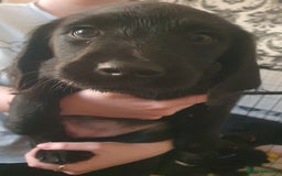 Labradoodle dogs for sale: ☆Ready to leave☆ CHUNKY PUPPIES ☆ - Advert 21