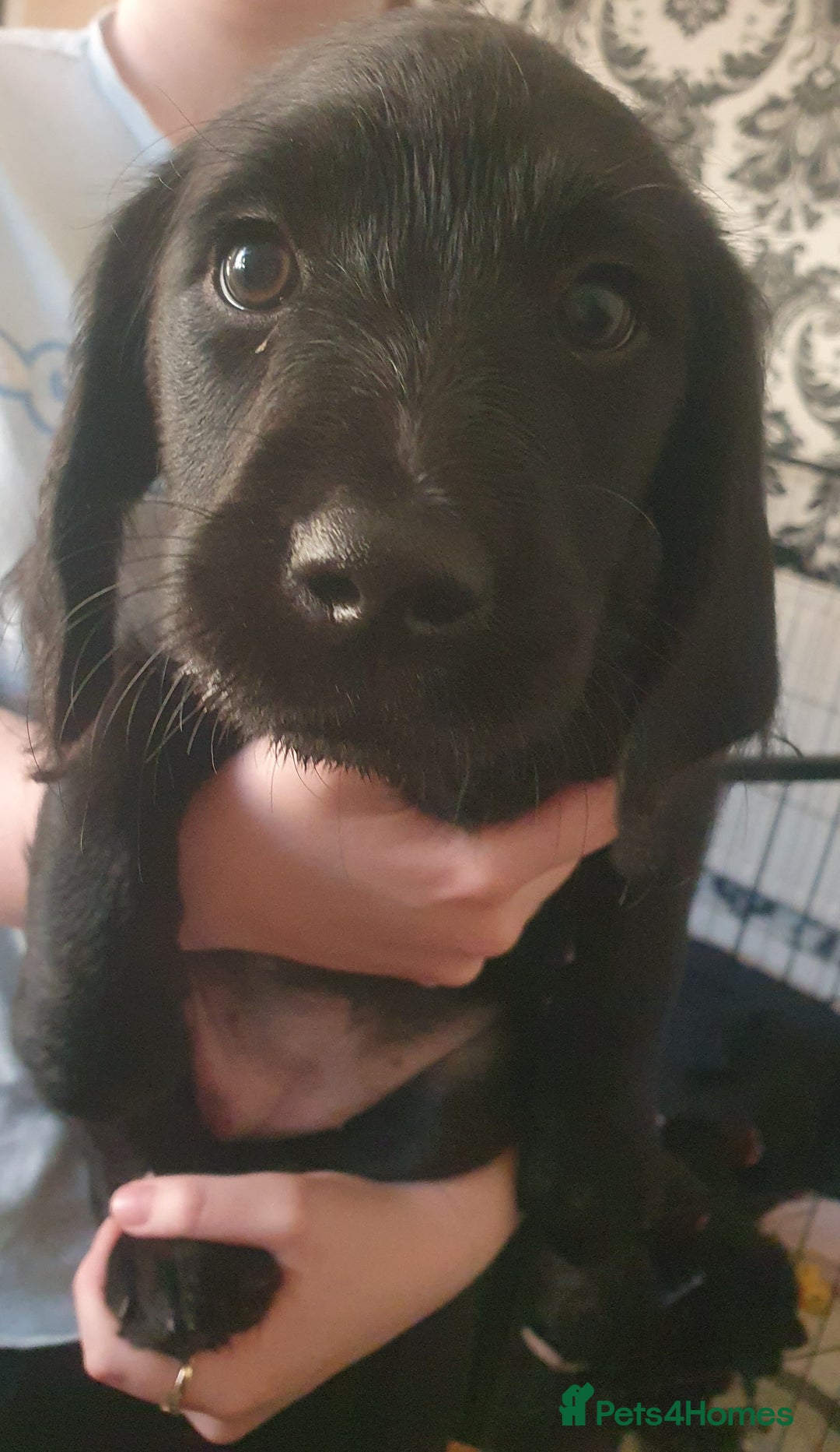 Labradoodle dogs for sale: ☆Ready to leave☆ CHUNKY PUPPIES ☆ - Advert 21