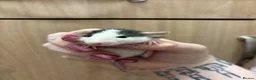 Rat rodents for sale: Gorgeous pedigree dwarf rat pups - Advert 18
