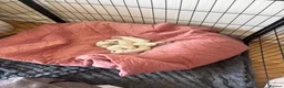 Mixed Breed dogs for sale: Mixed breed cockapoo King Charles spaniel puppies  - Advert 1