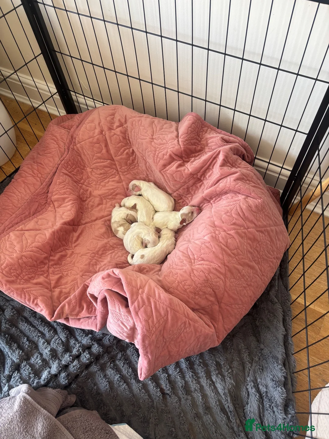 Mixed Breed dogs for sale: Mixed breed cockapoo King Charles spaniel puppies  - Advert 1