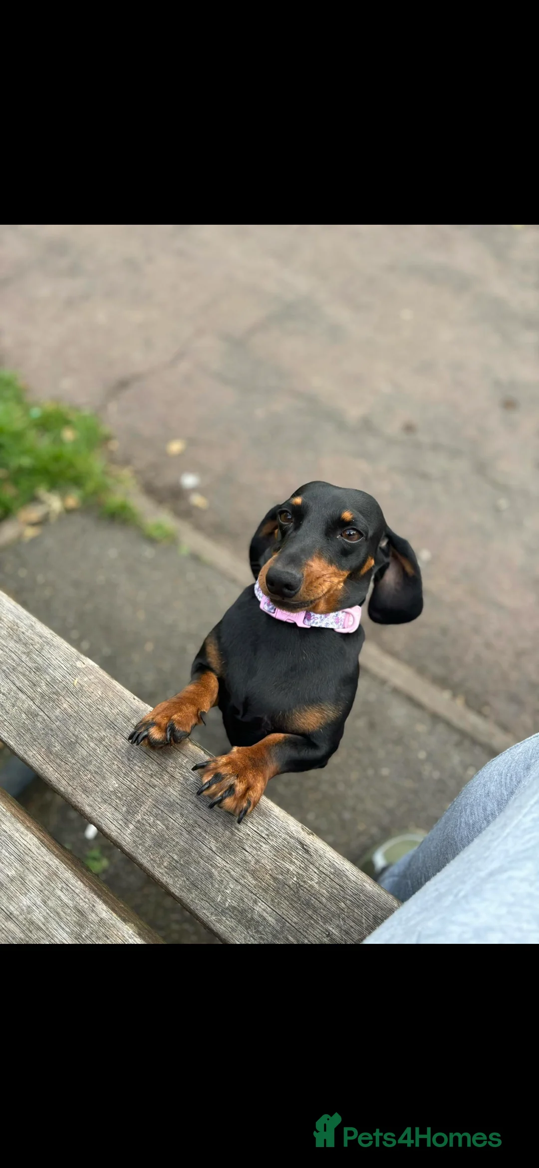 Chiweenie dogs for sale: Chiweenie puppies for sale - Advert 1