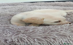 Labrador Retriever dogs for sale: Labrador puppies  - Image 16