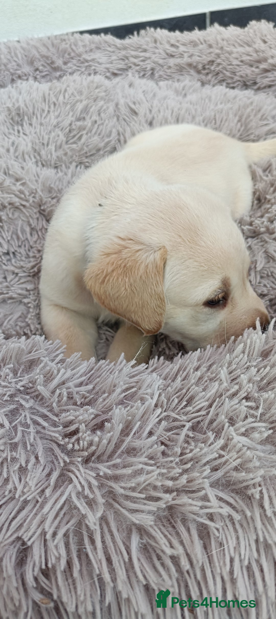 Labrador Retriever dogs for sale: Labrador puppies  - Image 16