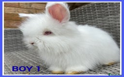 Angora rabbits for sale: English full faced Angora babies  - Image 1