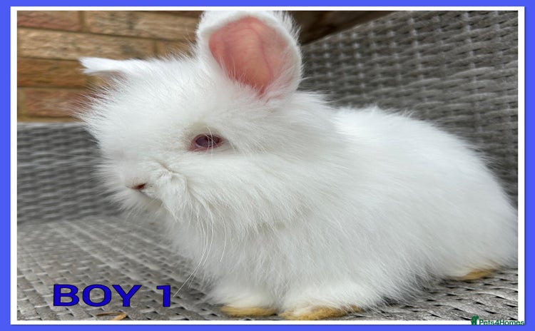 Angora rabbits - Advert 15