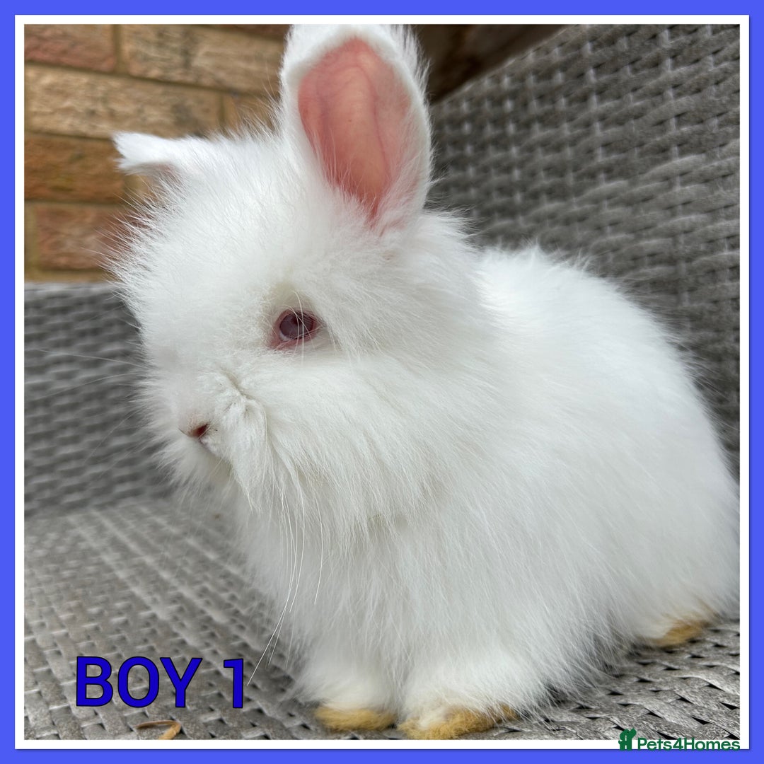 Angora rabbits for sale: English full faced Angora babies  - Image 1