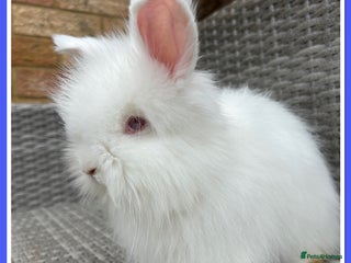 Angora rabbits - Advert 2