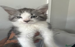 British Longhair cats for sale: Part main coon  - Image 2