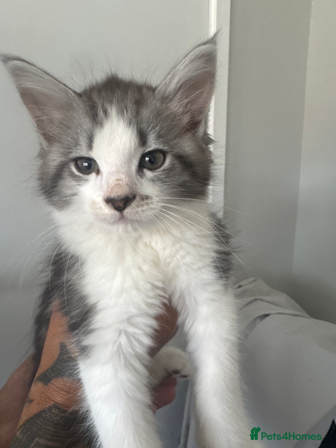 British Longhair cats for sale: Part main coon  - Image 2