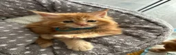 Maine Coon cats for sale: Stunning Red Kittens TICA reg  - Advert 5