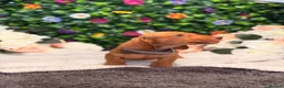 Dachshund dogs for sale: Standard Dachshund Puppies - READY NOW - Advert 15