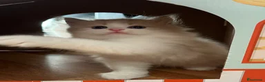 Siberian 2