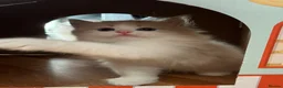Siberian cats for sale: Neva Masquerade Siberian  - Advert 8