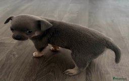 Chihuahua dogs for sale: Beautiful Chihuahua Litter - Image 2