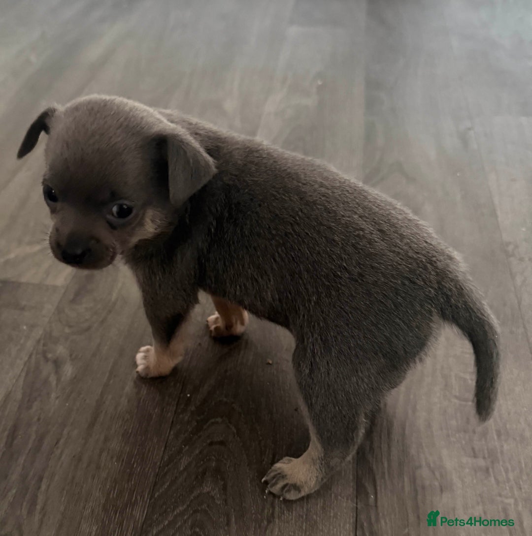 Chihuahua dogs for sale: Beautiful Chihuahua Litter - Image 2