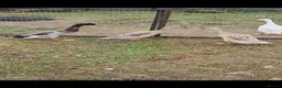 Ducks poultry for sale: Khaki Campbell & Trout Indian Runner ducklings  - Advert 2