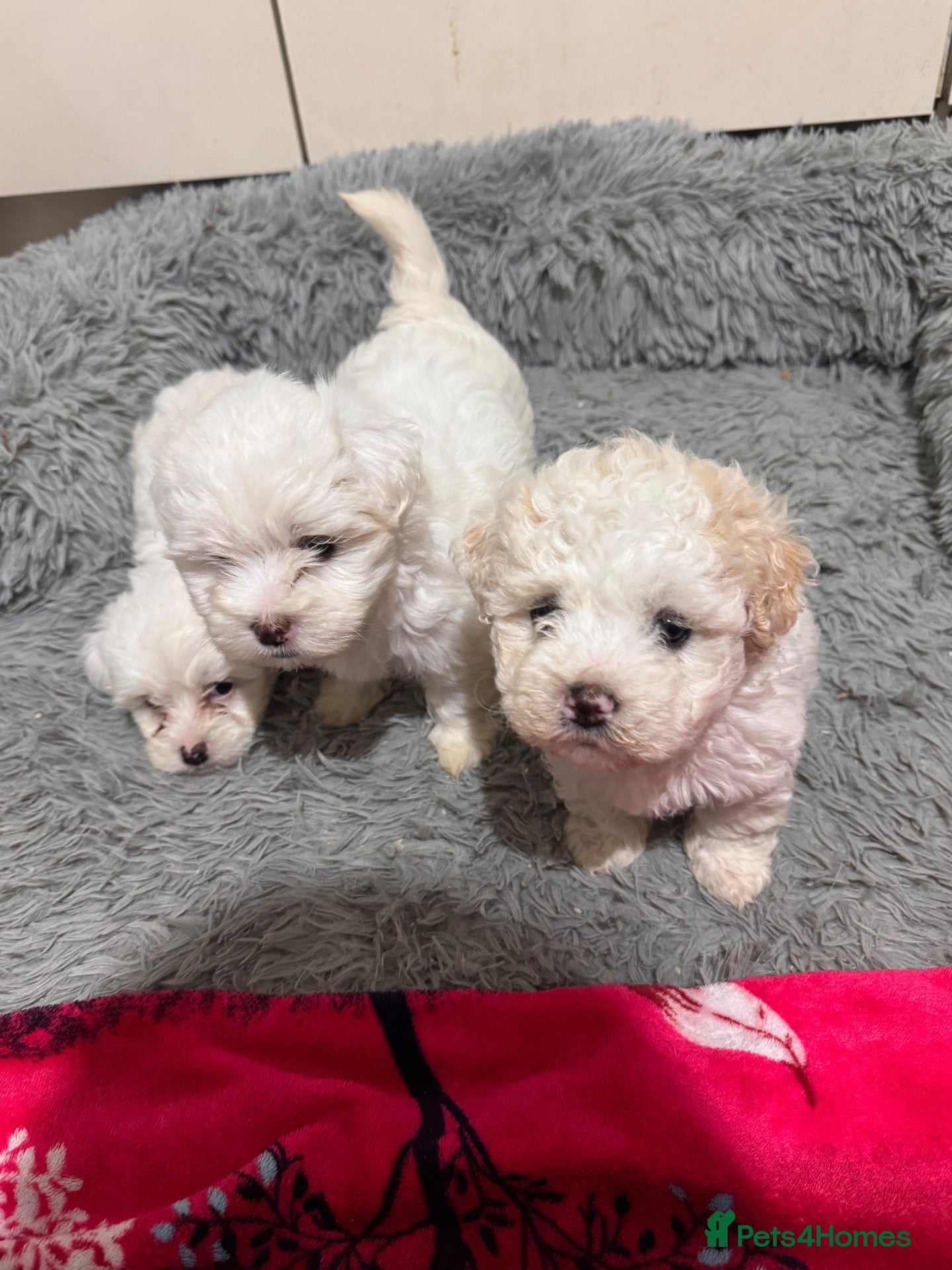 Mixed Breed dogs Bichon Maltese puppies - Advert 4