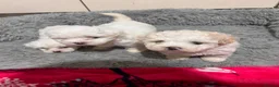 Mixed Breed dogs for sale: Bichon Maltese puppies - Advert 1