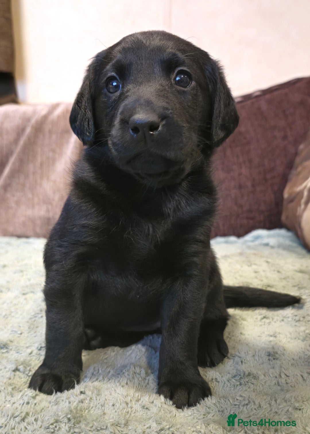 Labrador Retriever dogs for sale: KC Reg Fully Health Tested Black Labrador Puppies - Image 18