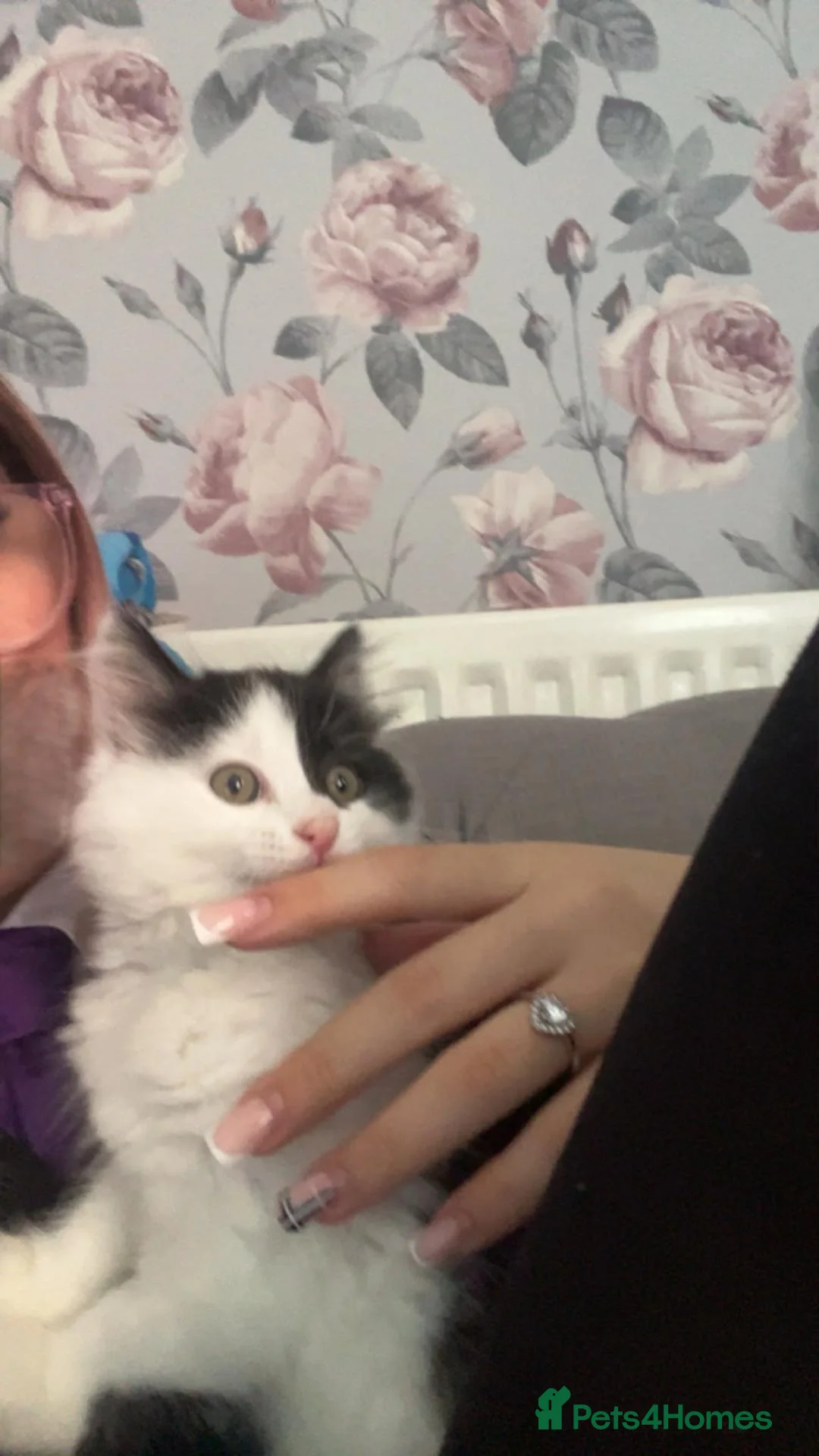 Mixed Breed cats for sale: Kitten  - Advert 1