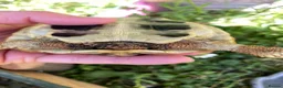 Hermann Tortoise reptiles for sale: Harmann Tortoise 6 years old  in Egham - Advert 8