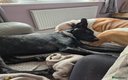 Belgian Shepherd Dog dogs for sale: Belgian malinois female puppy - Image 1