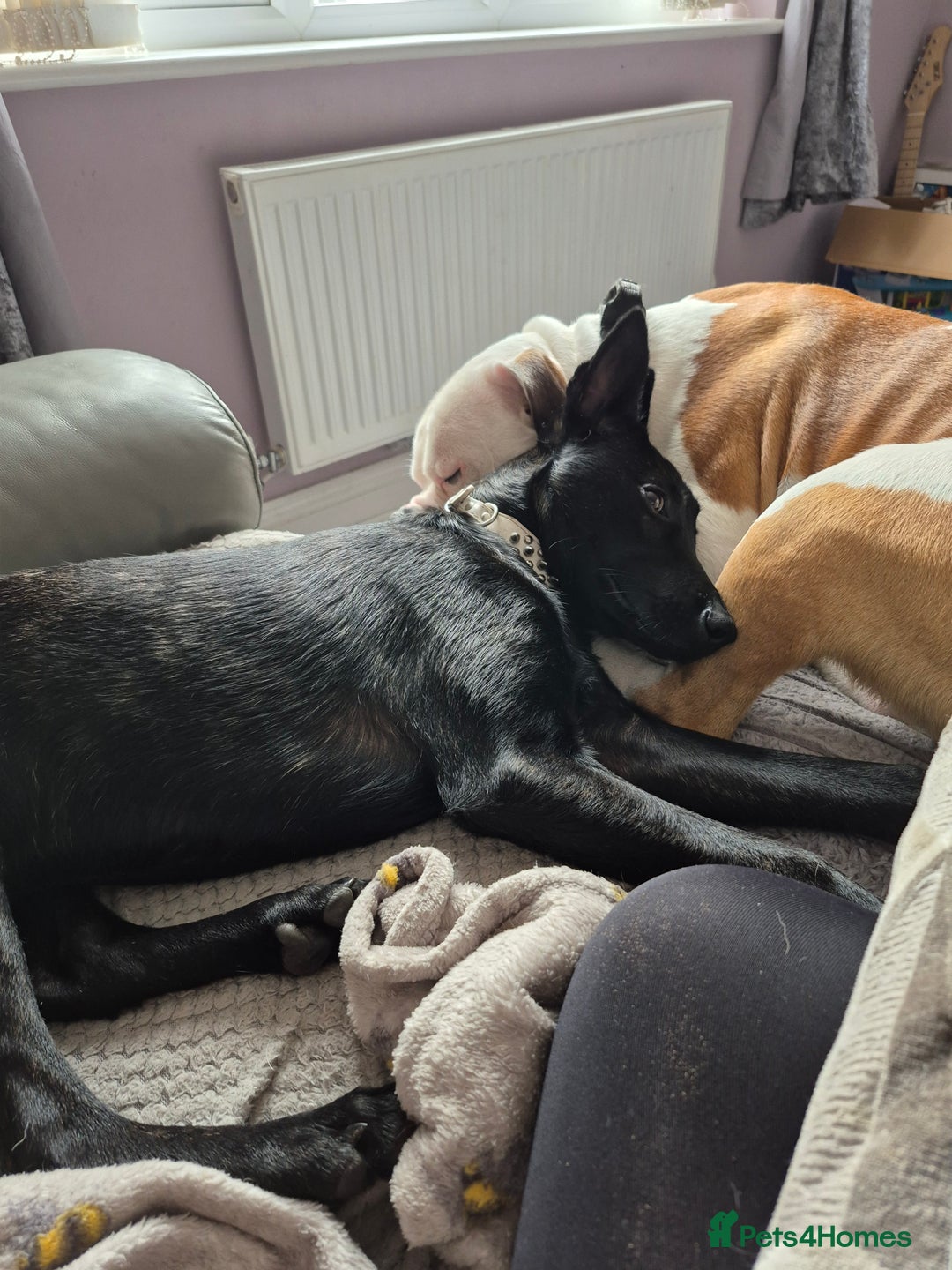 Belgian Shepherd Dog dogs for sale: Belgian malinois female puppy - Image 1
