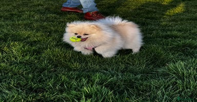 Pomeranian dogs - Advert 5